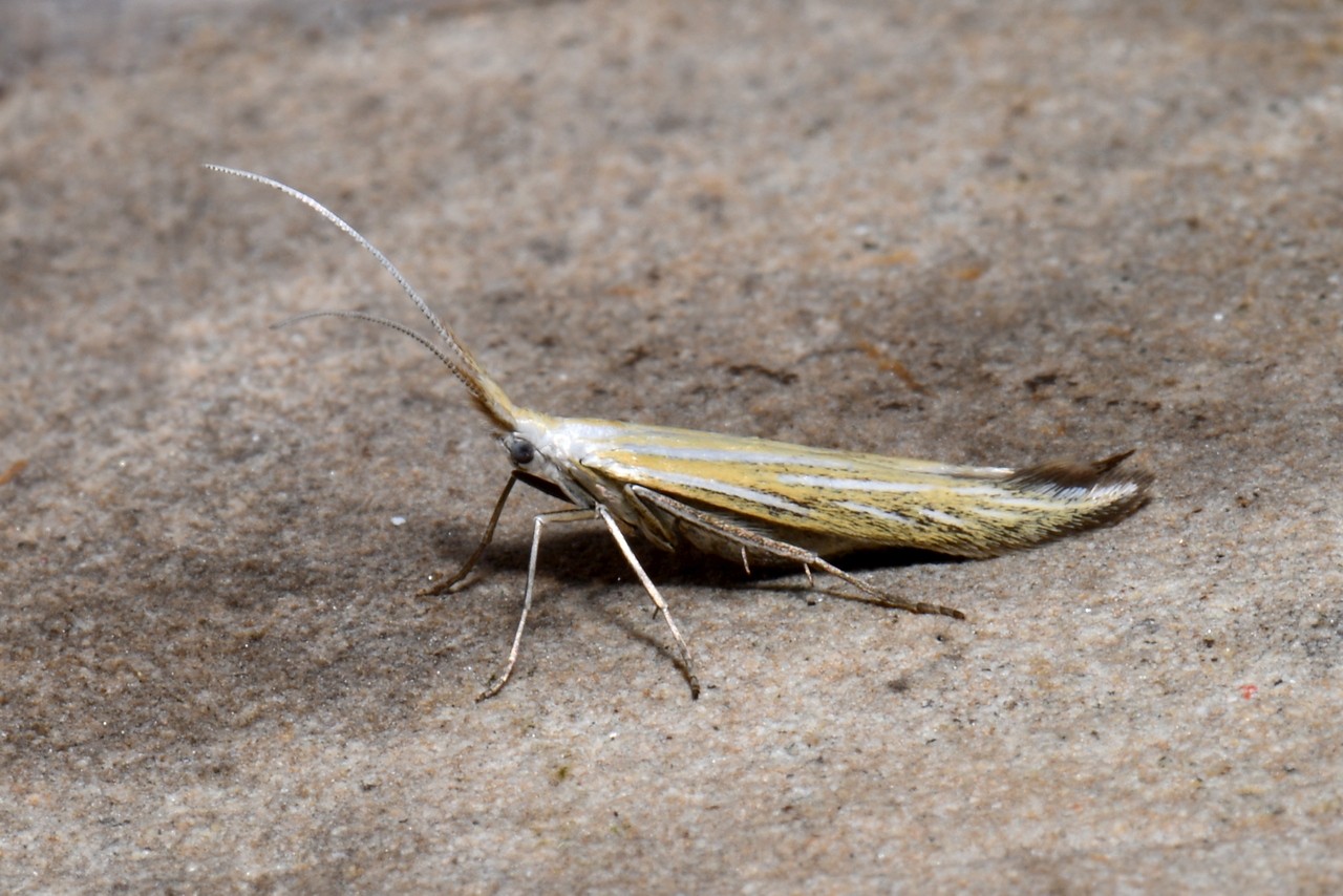 Coleophora sp 