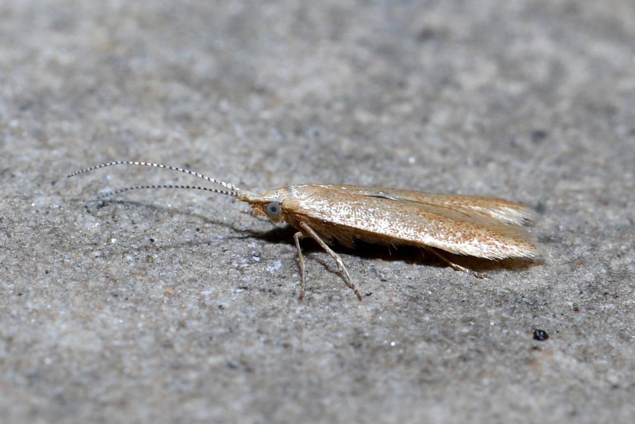 Coleophora sp 