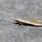 Coleophora sp 