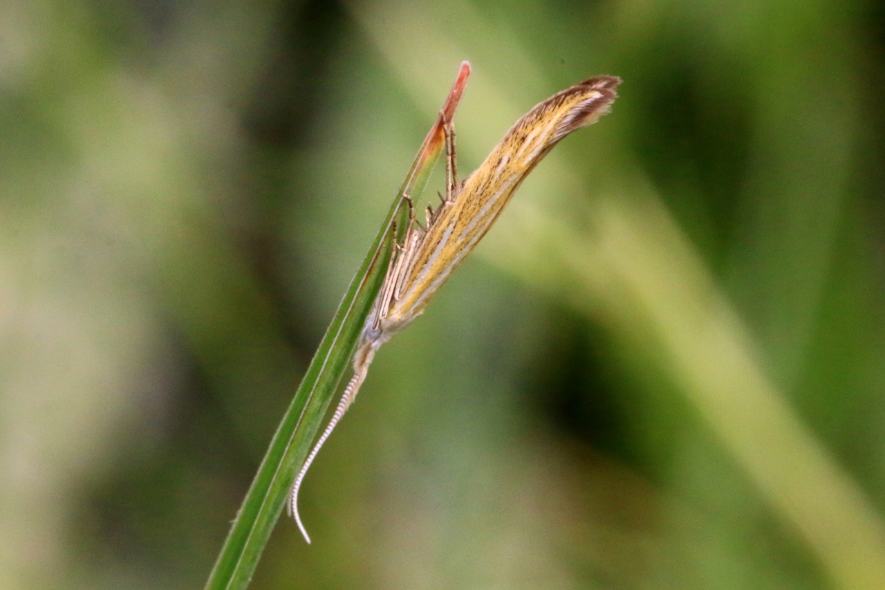 Coleophora sp