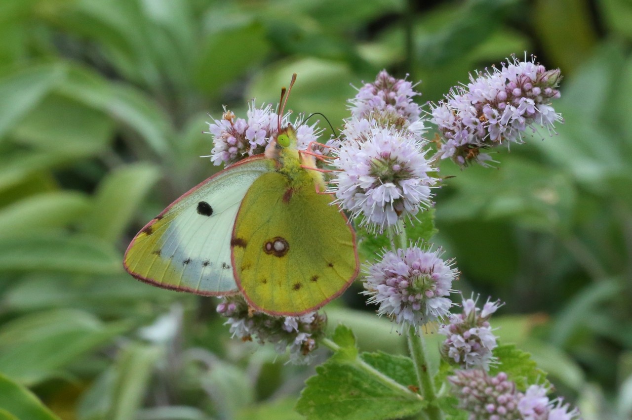 Colias alfacariensis / hyale (femelle)