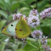 Colias alfacariensis / hyale (femelle)