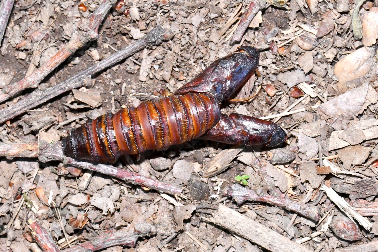 Cossus cossus (Linnaeus, 1758) - Cossus Gâte-bois (chrysalide vide)