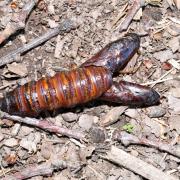 Cossus cossus (Linnaeus, 1758) - Cossus Gâte-bois (chrysalide vide)