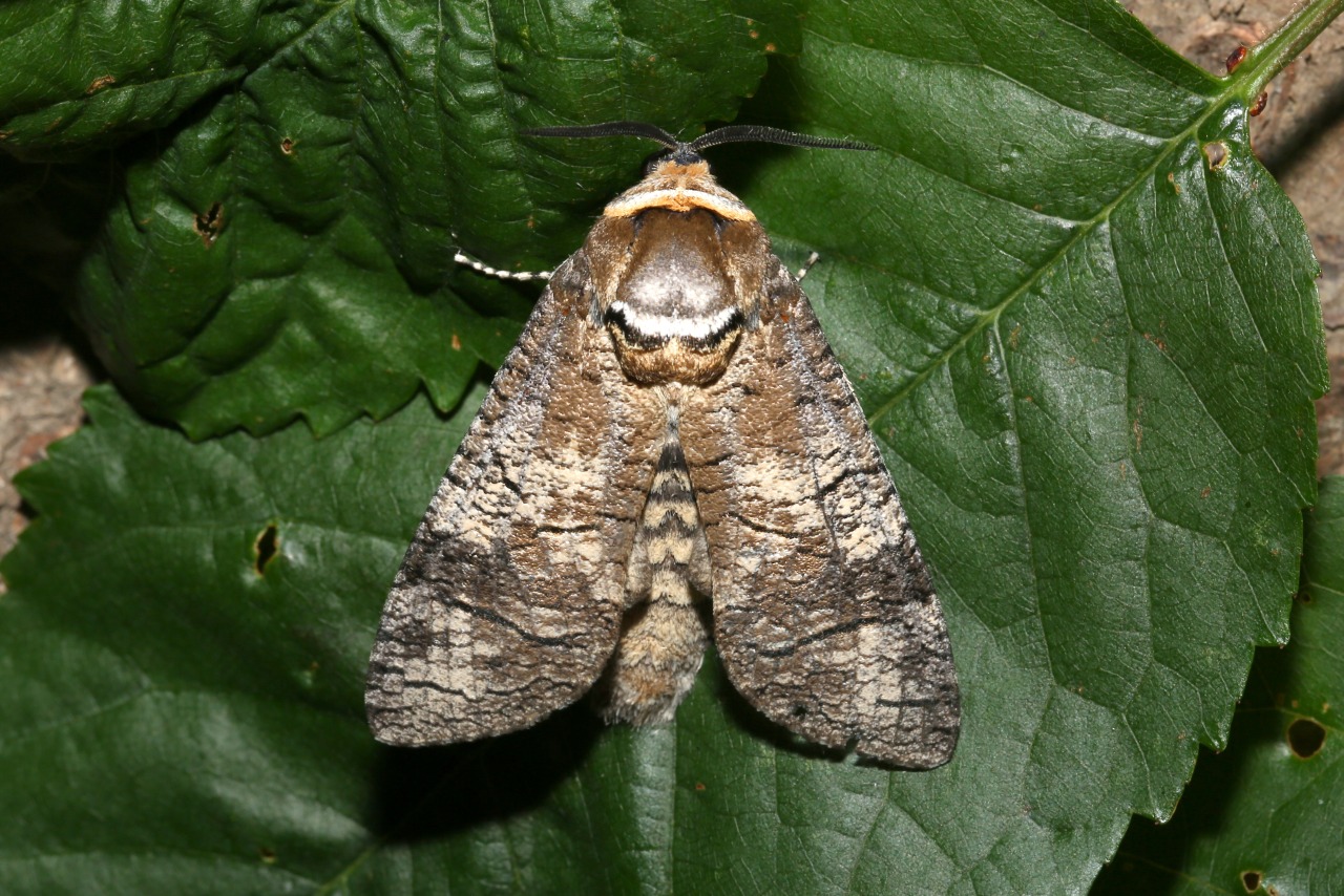 Cossus cossus (Linnaeus, 1758) - Cossus Gâte-bois