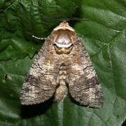 Cossus cossus (Linnaeus, 1758) - Cossus Gâte-bois