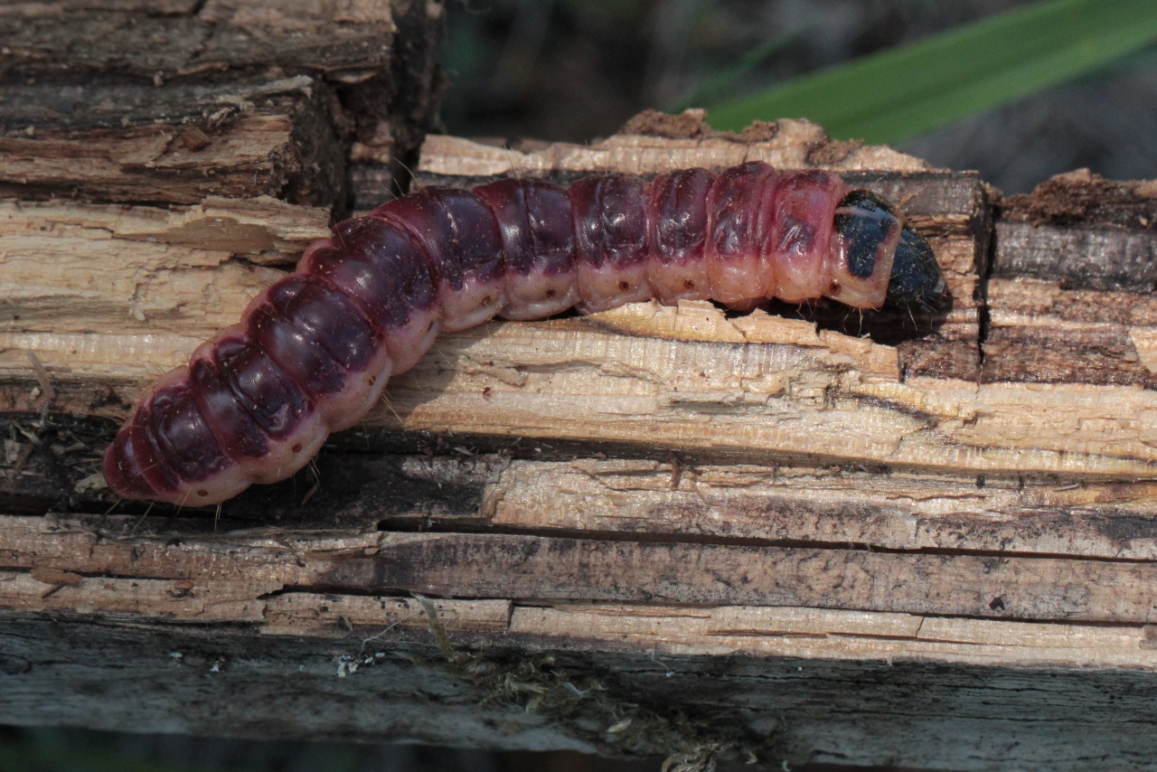 Cossus cossus (Linnaeus, 1758) - Cossus Gâte-bois (chenille)