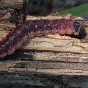 Cossus cossus (Linnaeus, 1758) - Cossus Gâte-bois (chenille)