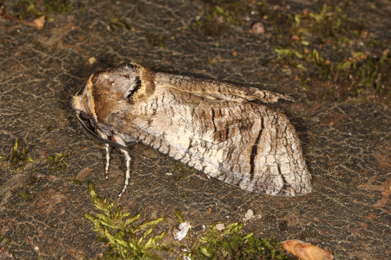 Cossus cossus (Linnaeus, 1758) - Cossus Gâte-bois