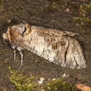 Cossus cossus (Linnaeus, 1758) - Cossus Gâte-bois