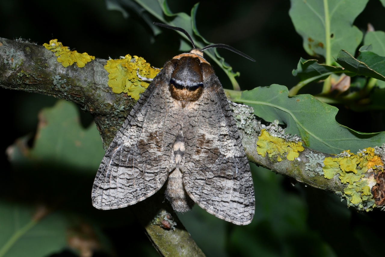 Cossus cossus (Linnaeus, 1758) - Cossus Gâte-bois