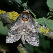 Cossus cossus (Linnaeus, 1758) - Cossus Gâte-bois