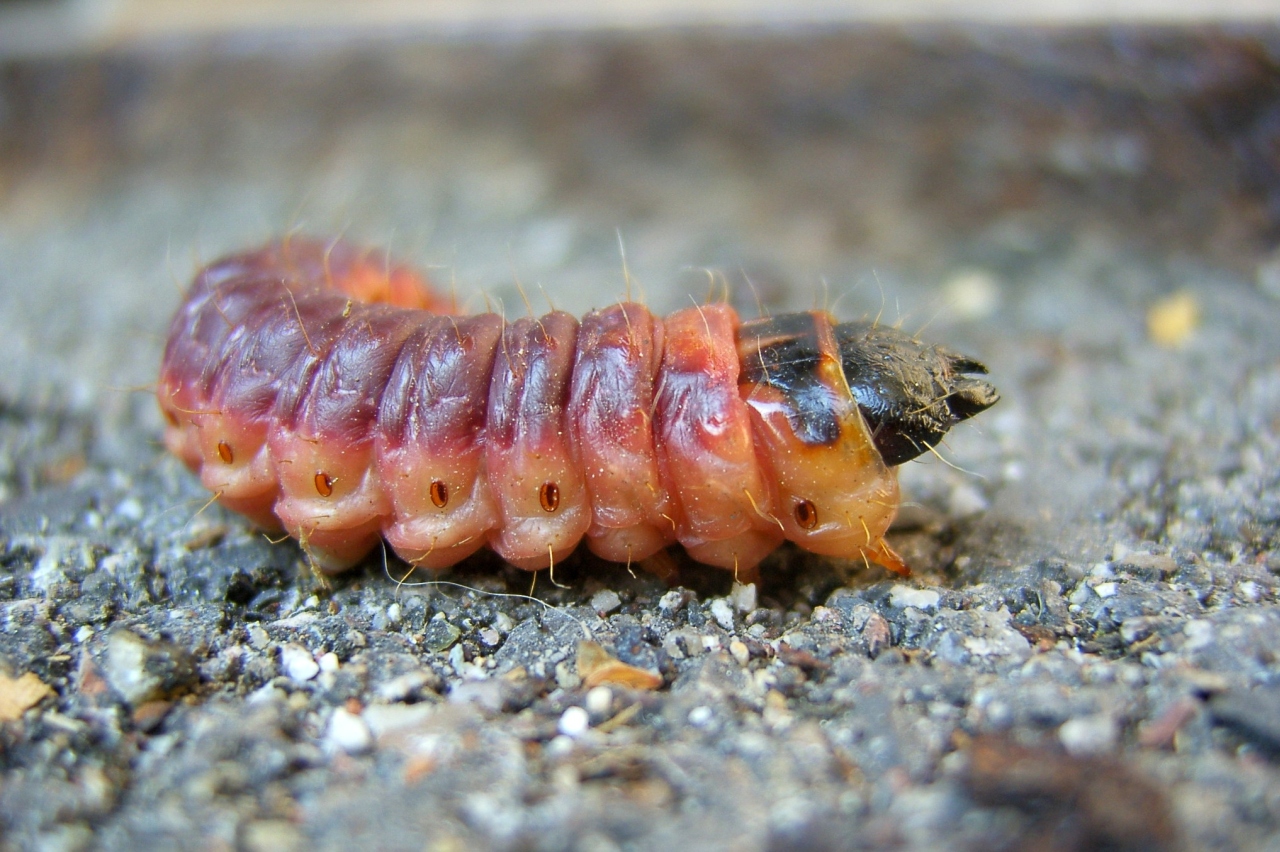 Cossus cossus (Linnaeus, 1758) - Cossus Gâte-bois (chenille)