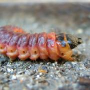 Cossus cossus (Linnaeus, 1758) - Cossus Gâte-bois (chenille)