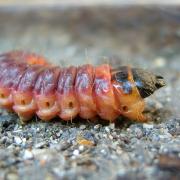 Cossus cossus (Linnaeus, 1758) - Cossus Gâte-bois (chenille)