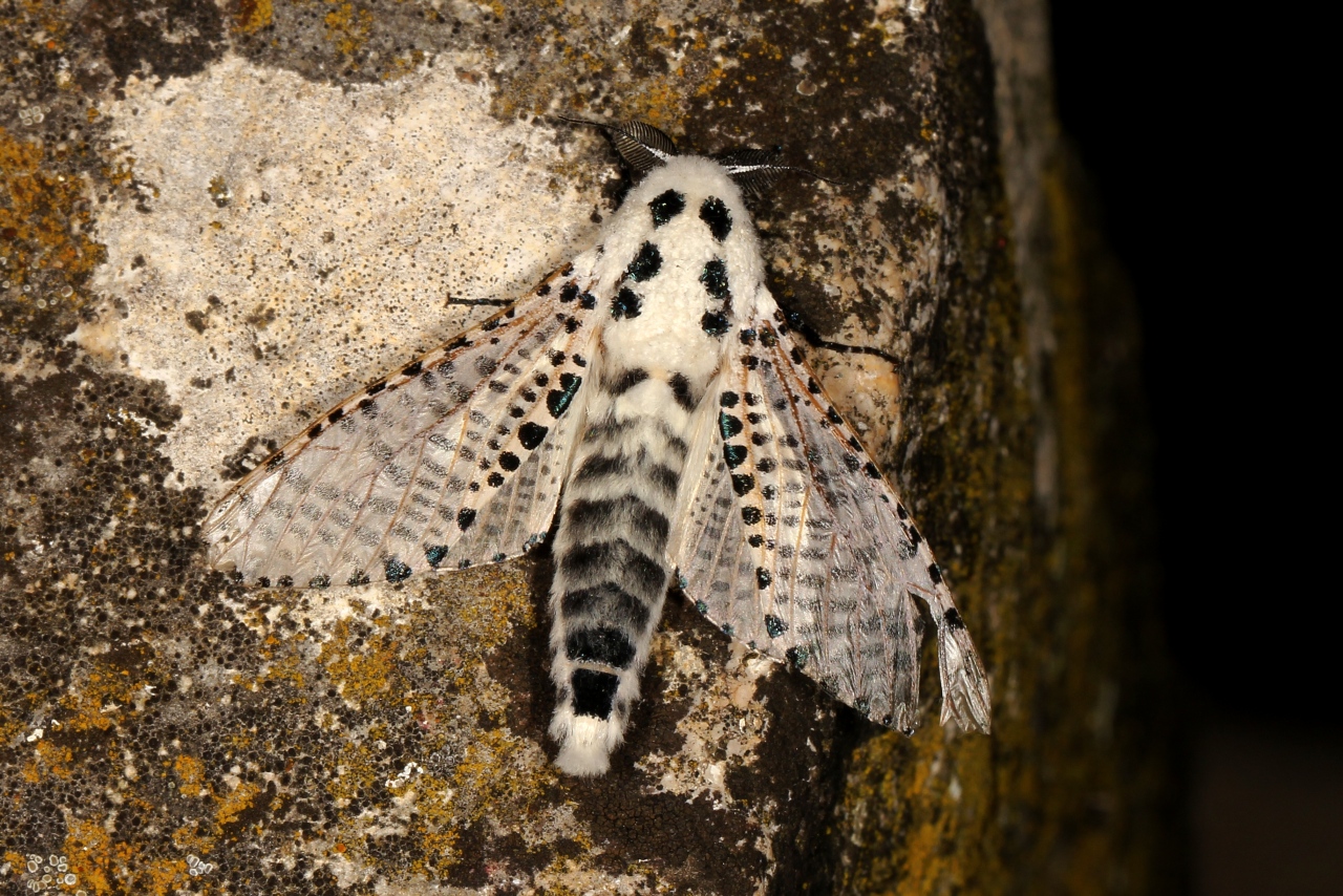 Zeuzera pyrina (Linnaeus, 1760) - Zeuzère du Poirier, Coquette (mâle)