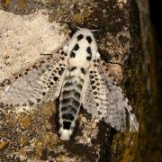 Zeuzera pyrina (Linnaeus, 1760) - Zeuzère du Poirier, Coquette (mâle)