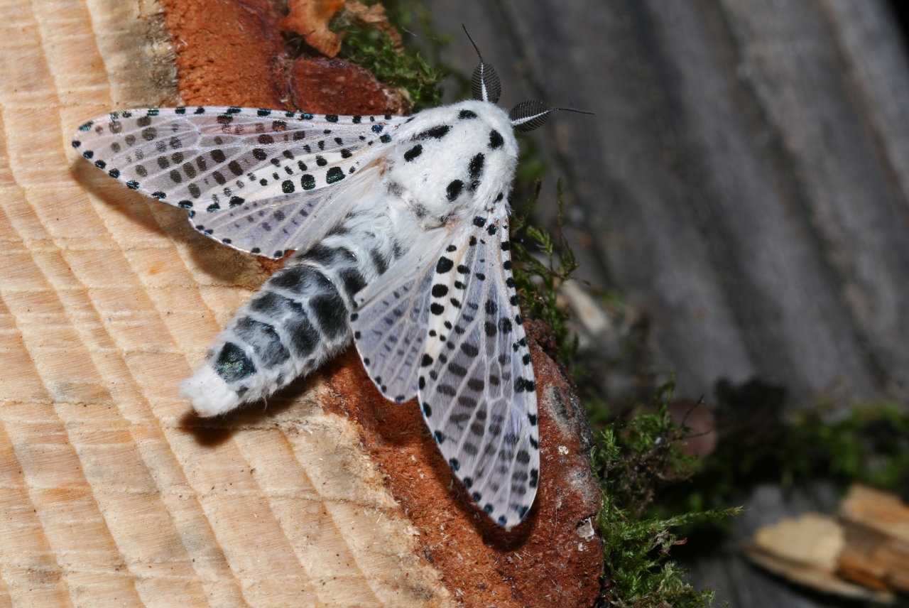 Zeuzera pyrina (Linnaeus, 1760) - Zeuzère du Poirier, Coquette (mâle)