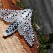 Zeuzera pyrina (Linnaeus, 1760) - Zeuzère du Poirier, Coquette (mâle)