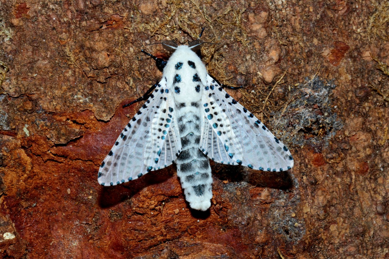 Zeuzera pyrina (Linnaeus, 1760) - Zeuzère du Poirier - Coquette (mâle)