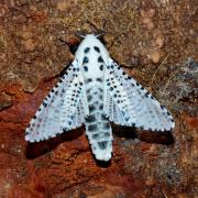 Zeuzera pyrina (Linnaeus, 1760) - Zeuzère du Poirier - Coquette (mâle)