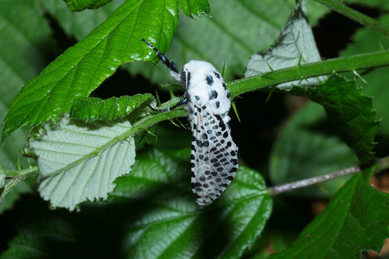 Zeuzera pyrina (Linnaeus, 1760) - Zeuzère du Poirier, Coquette (mâle) 
