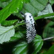 Zeuzera pyrina (Linnaeus, 1760) - Zeuzère du Poirier, Coquette (mâle) 