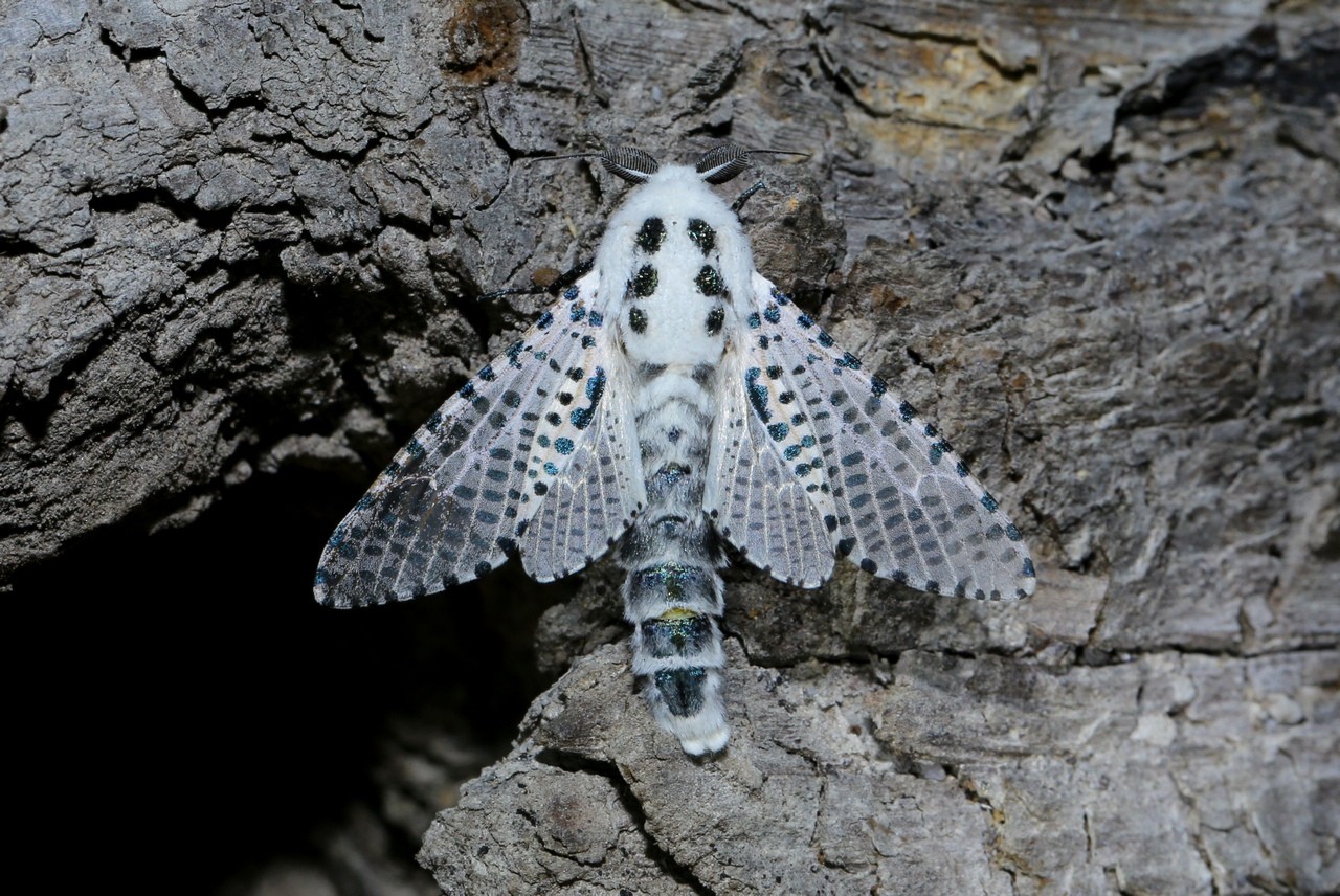 Zeuzera pyrina (Linnaeus, 1760) - Zeuzère du Poirier, Coquette (mâle)