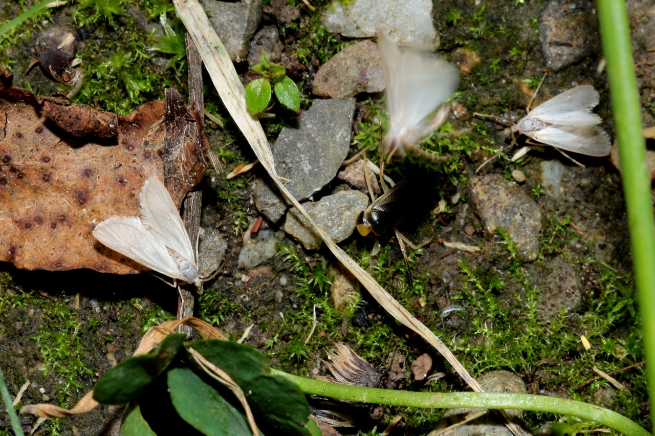 Acentria ephemerella (Denis & Schiffermüller, 1775) - Hydrocampe neigeuse