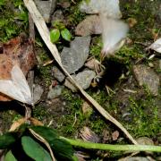 Acentria ephemerella (Denis & Schiffermüller, 1775) - Hydrocampe neigeuse