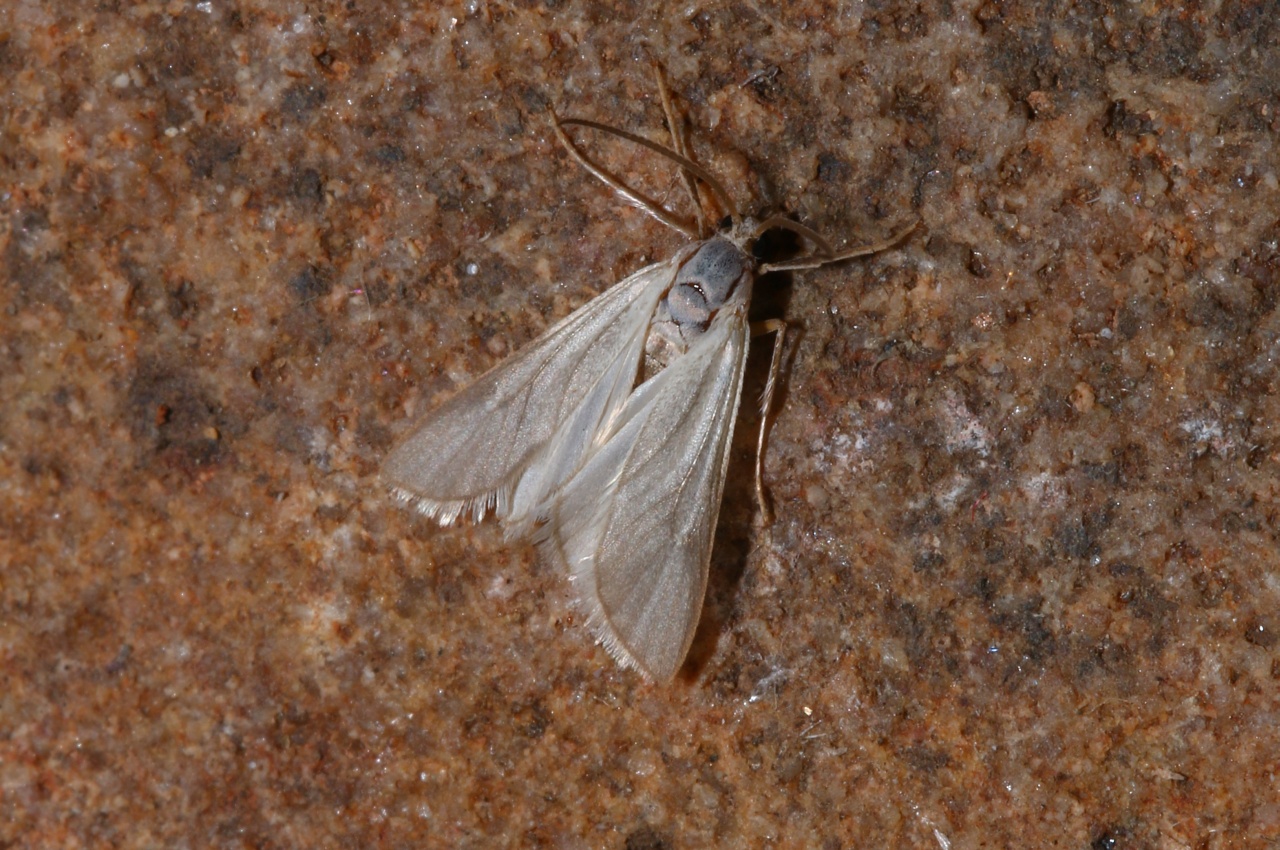 Acentria ephemerella (Denis & Schiffermüller, 1775) - Hydrocampe neigeuse