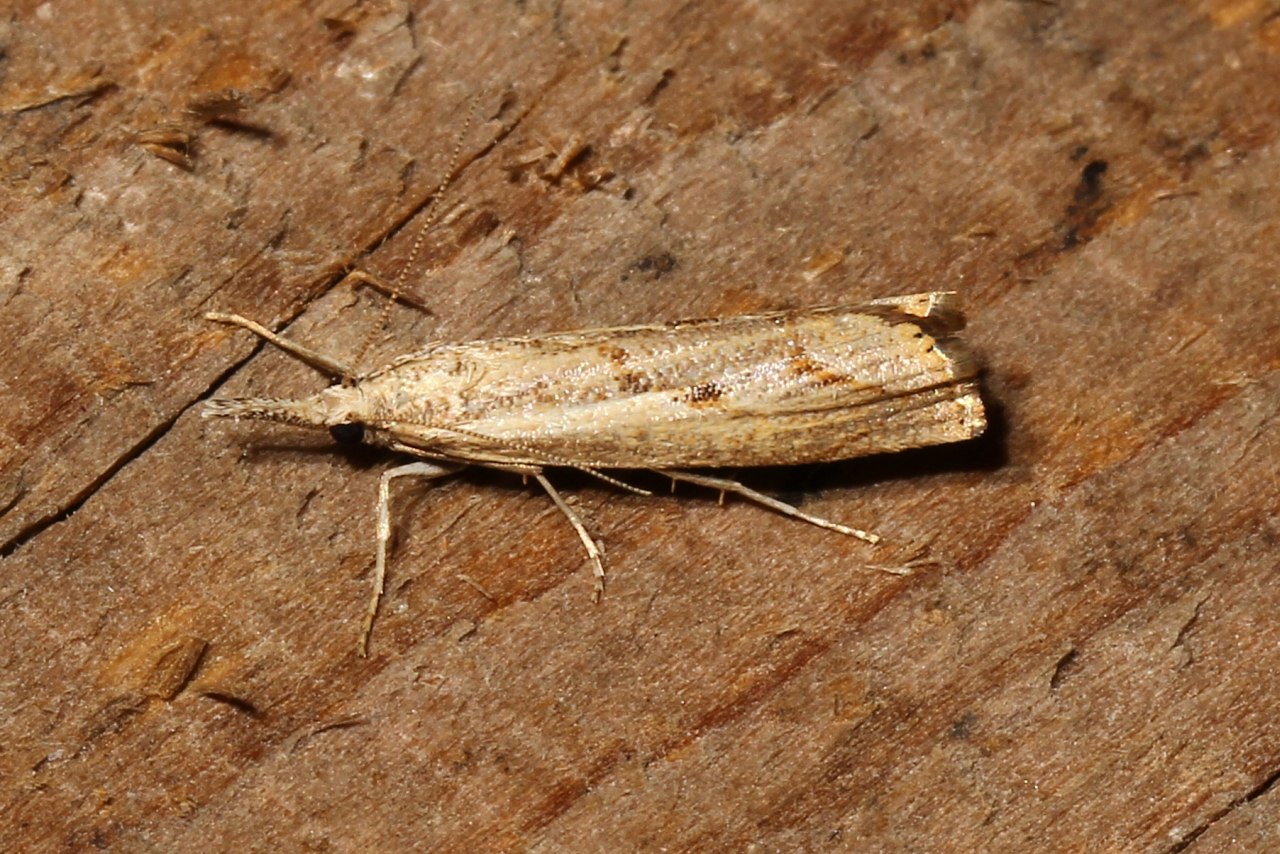 Agriphila geniculea (Haworth, 1811) - Crambus anguleux, Crambus des Friches