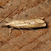 Agriphila geniculea (Haworth, 1811) - Crambus anguleux, Crambus des Friches