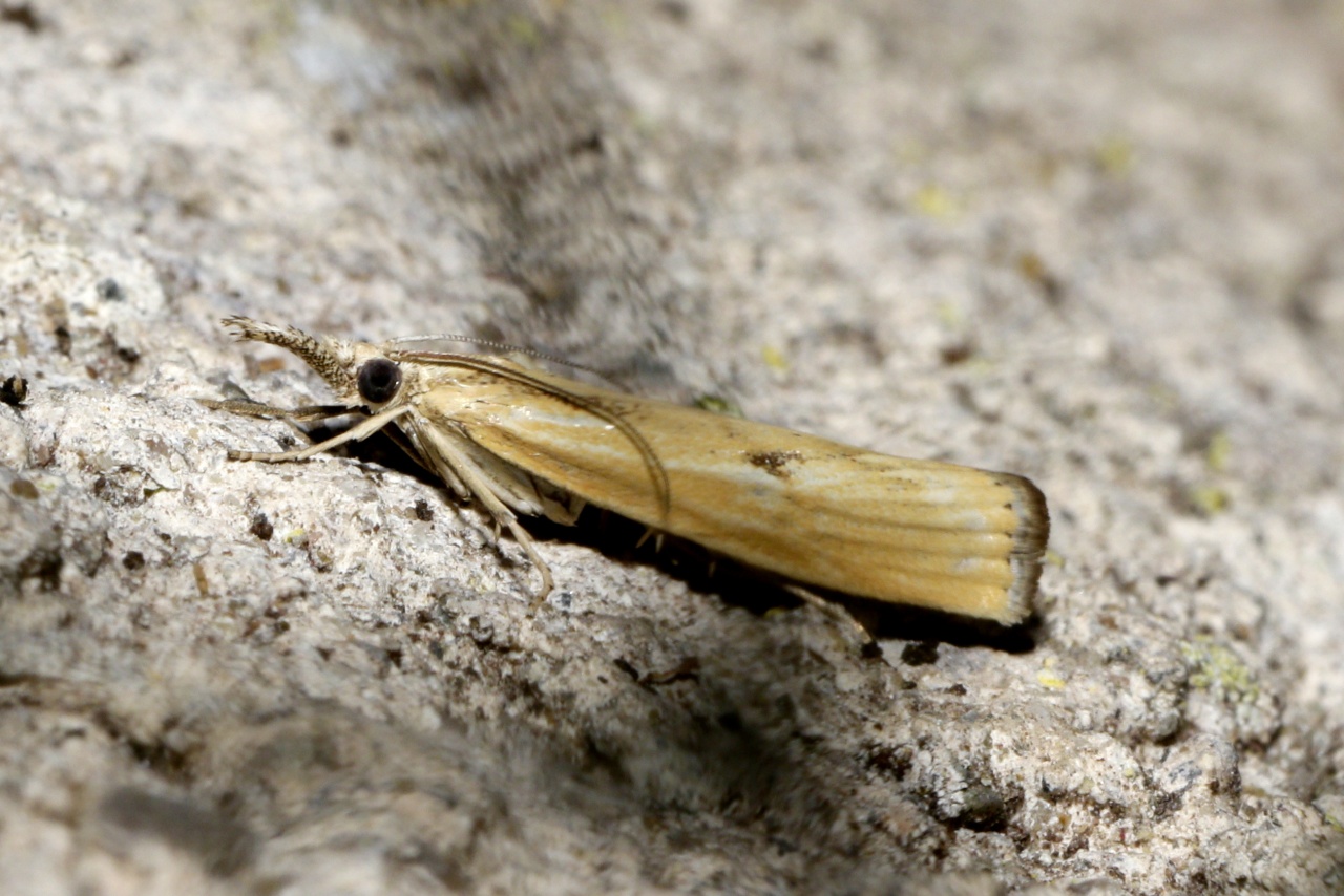 Agriphila inquinatella (Denis & Schiffermüller, 1775) - Crambus souillé