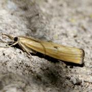 Agriphila inquinatella (Denis & Schiffermüller, 1775) - Crambus souillé