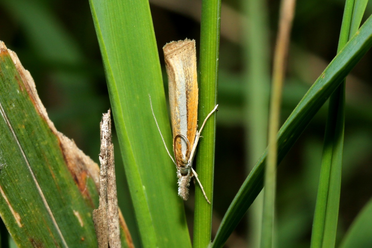 Agriphila selasella (Hübner, 1813) - Crambus des rivages