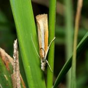 Agriphila selasella (Hübner, 1813) - Crambus des rivages