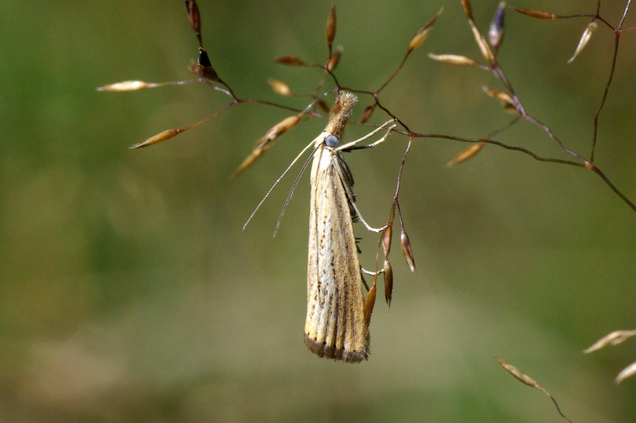 Agriphila straminella (Denis & Schiffermüller, 1775) - Crambus des Chaumes