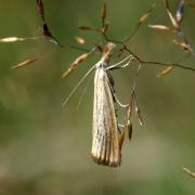 Agriphila straminella (Denis & Schiffermüller, 1775) - Crambus des Chaumes