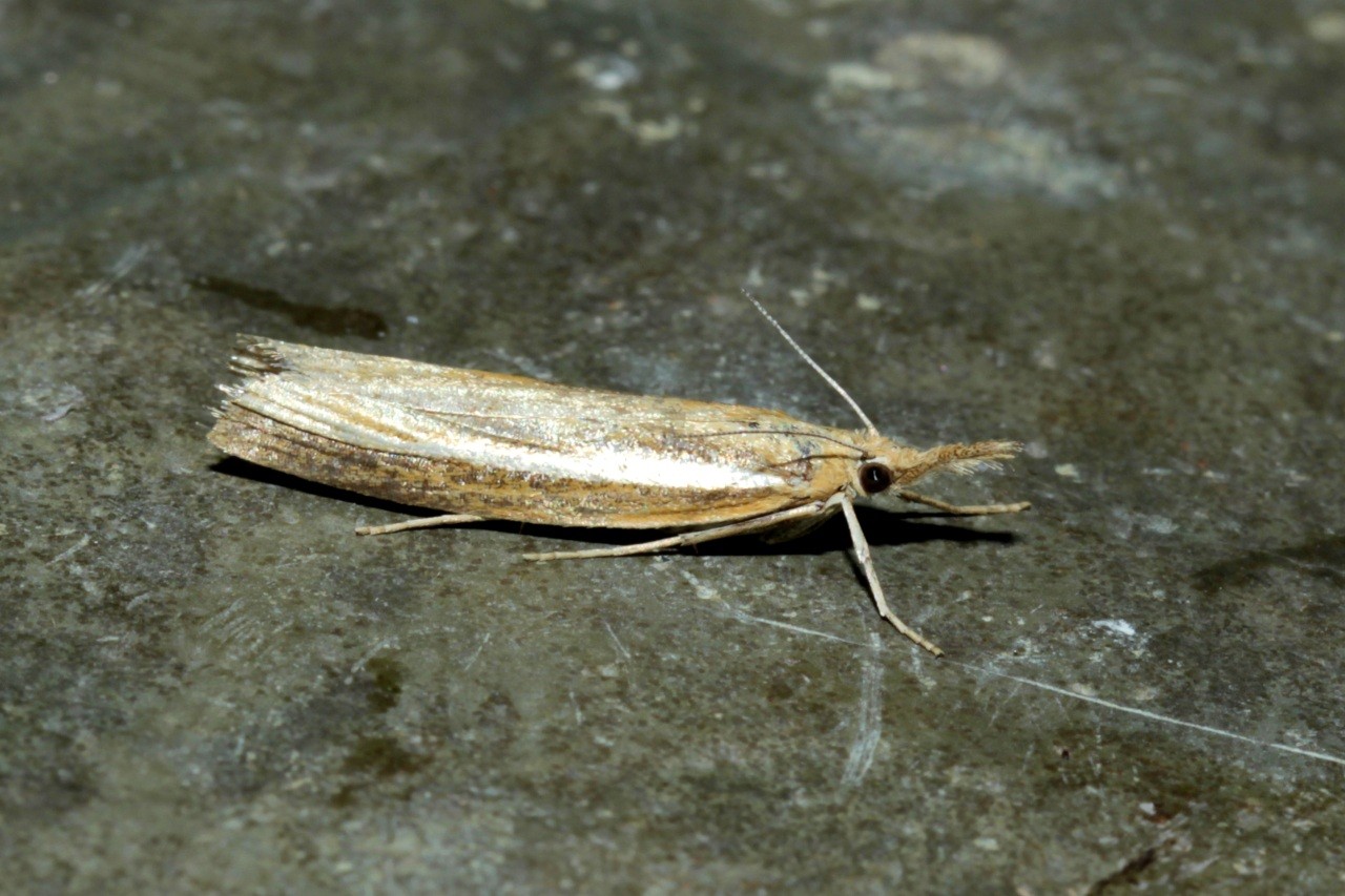 Agriphila tristella (Denis & Schiffermüller, 1775) - Crambus des tiges, Crambus Aigle