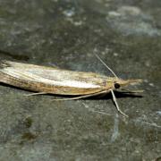 Agriphila tristella (Denis & Schiffermüller, 1775) - Crambus des tiges, Crambus Aigle