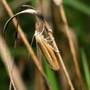 Agriphila selasella (Hübner, 1813) - Crambus des rivages