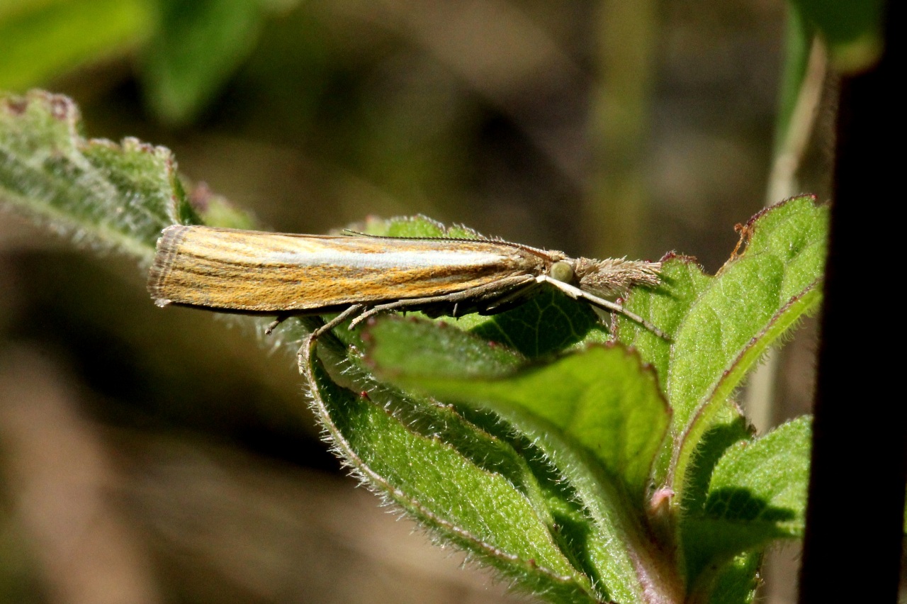 Agriphila tristella (Denis & Schiffermüller, 1775) - Crambus des tiges, Crambus Aigle