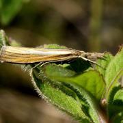 Agriphila tristella (Denis & Schiffermüller, 1775) - Crambus des tiges, Crambus Aigle