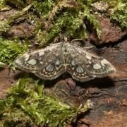 Anania coronata (Hufnagel, 1767) - Pyrale du Sureau, Botys du Sureau