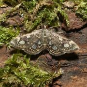 Anania coronata (Hufnagel, 1767) - Pyrale du Sureau, Botys du Sureau