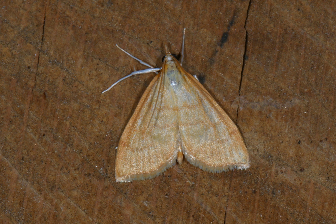 Anania crocealis (Hübner, 1796) - Botys safrané, Pyrale de la Pulicaire