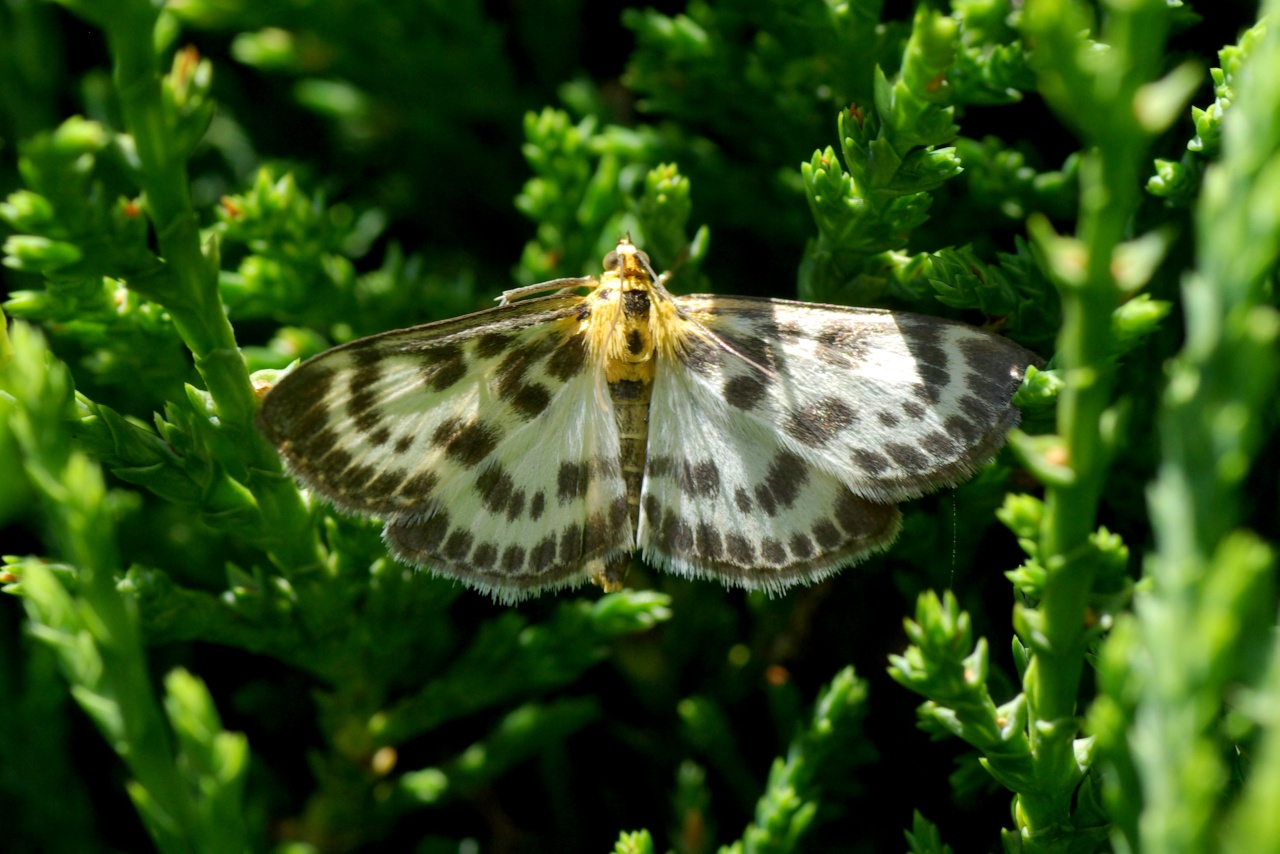 Anania hortulata (Linnaeus, 1758) - Pyrale de l'Ortie