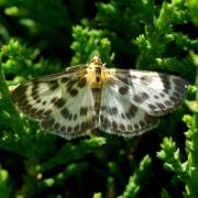 Anania hortulata (Linnaeus, 1758) - Pyrale de l'Ortie