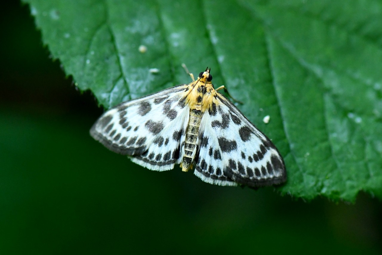 Anania hortulata (Linnaeus, 1758) - Pyrale de l'Ortie 